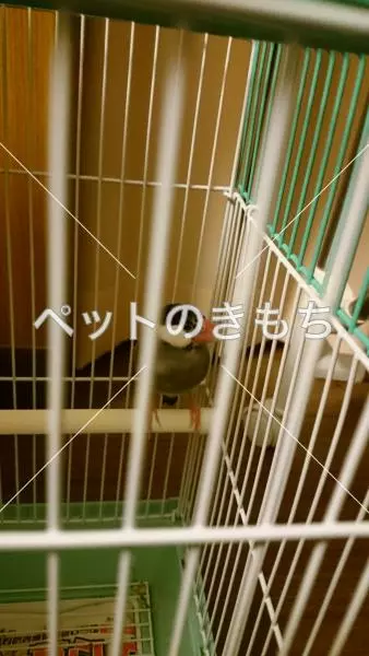 保護鳥の画像