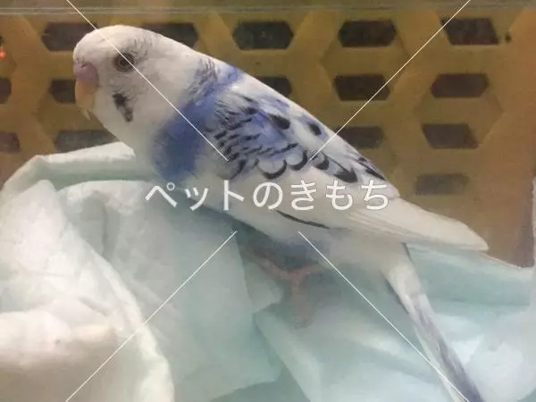 保護鳥の画像