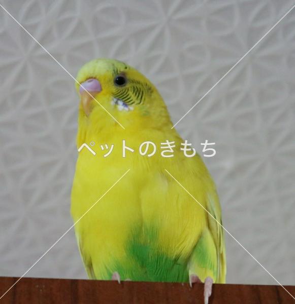 迷子鳥の画像