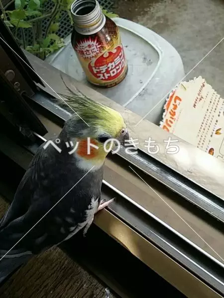 迷子鳥の画像