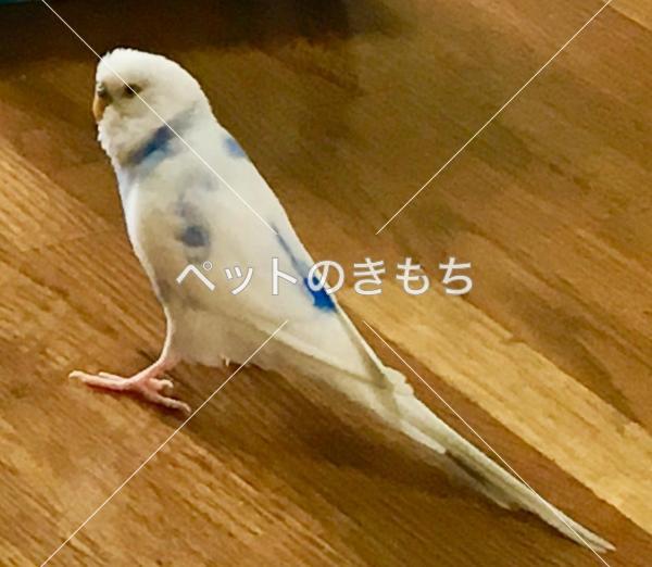 迷子鳥の画像