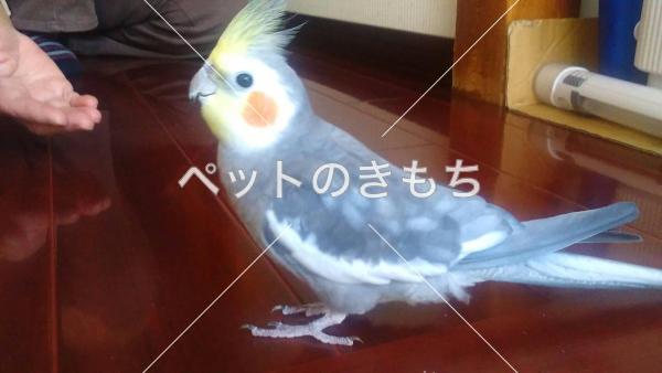 迷子鳥の画像