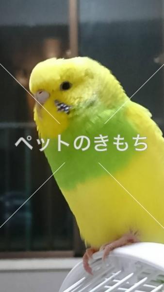 保護鳥の画像