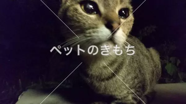 コメント投稿の画像