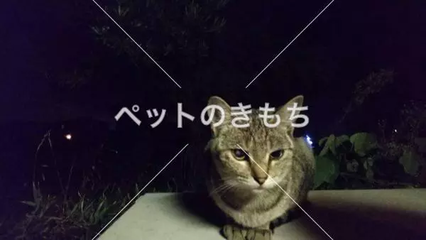 コメント投稿の画像