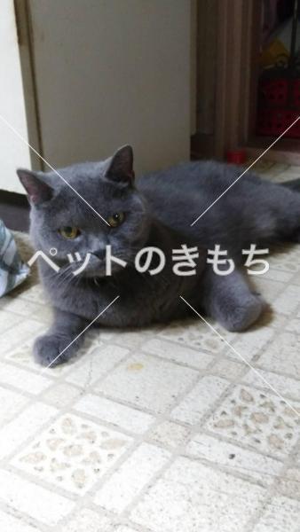 保護猫の画像