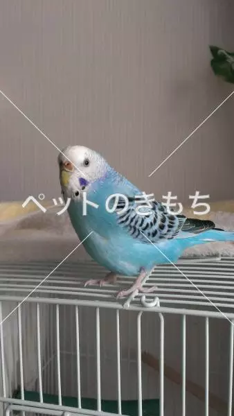 迷子鳥の画像