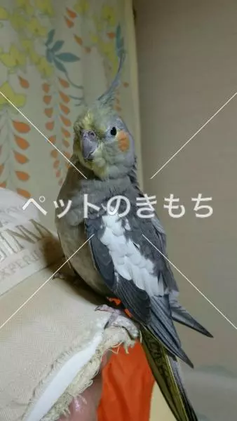 迷子鳥の画像