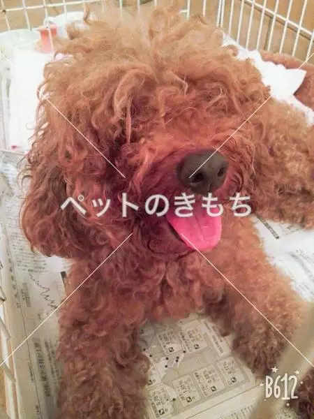 保護犬の画像