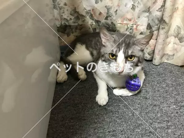 迷子猫の画像