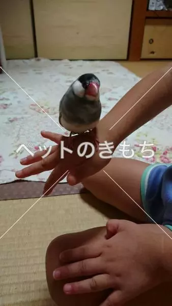 保護鳥の画像