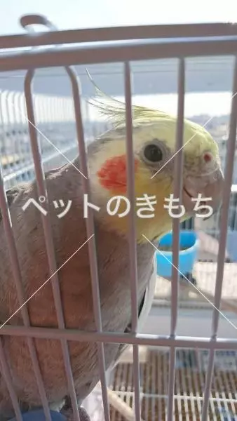 迷子鳥の画像