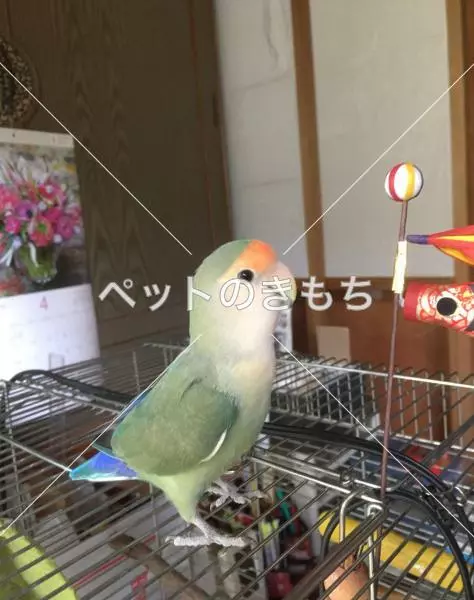 迷子鳥の画像