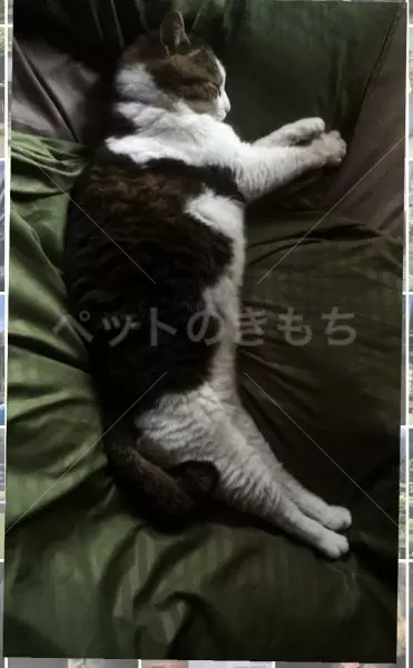 迷子猫の画像