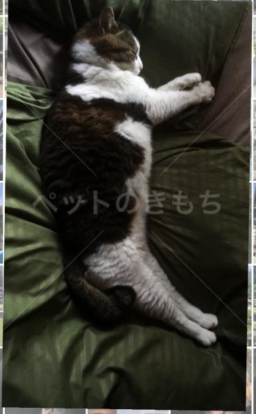 迷子猫の画像