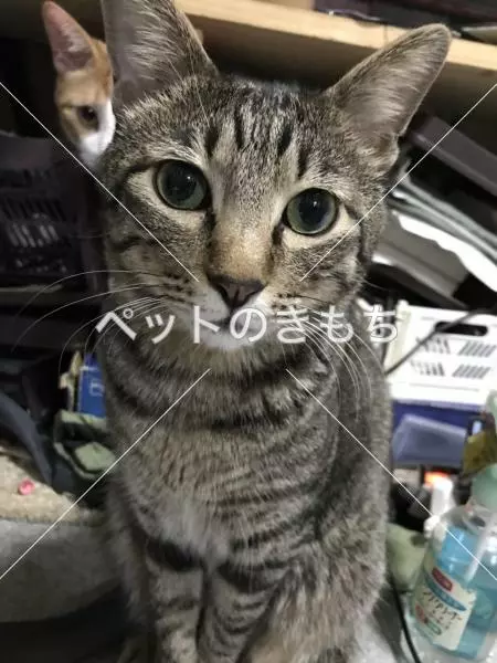 コメント投稿の画像