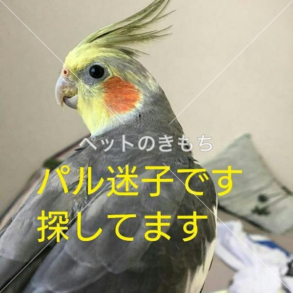 迷子鳥の画像