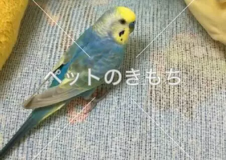 迷子鳥の画像