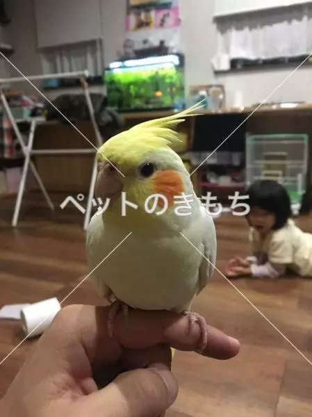 迷子鳥の画像