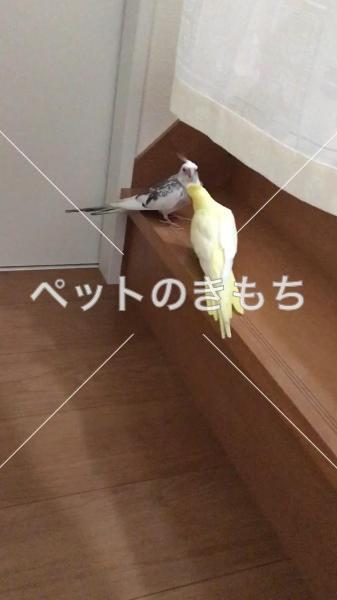 迷子鳥の画像