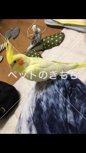 迷子鳥の画像