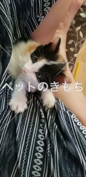 コメント投稿の画像