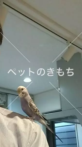 迷子鳥の画像