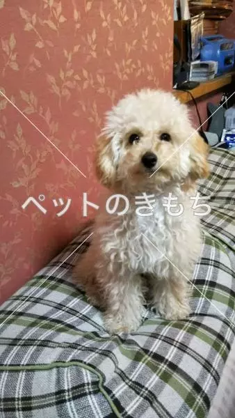 迷子犬の画像