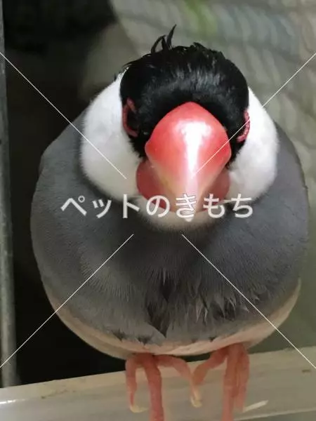 迷子鳥の画像