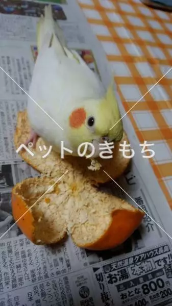 迷子鳥の画像
