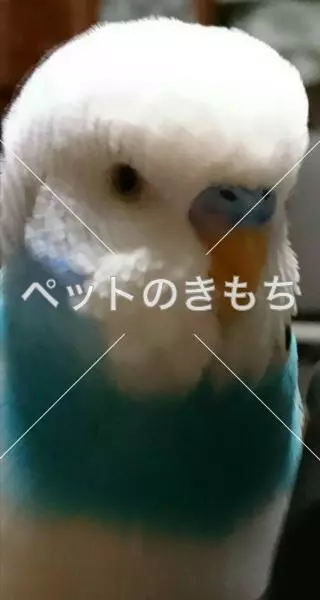 迷子鳥の画像