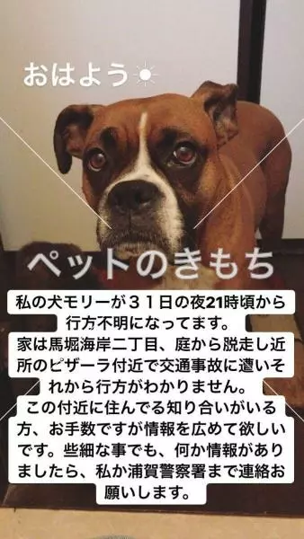 迷子犬の画像