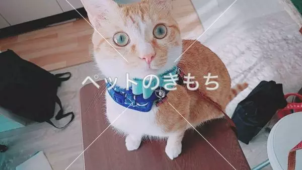 迷子猫の画像