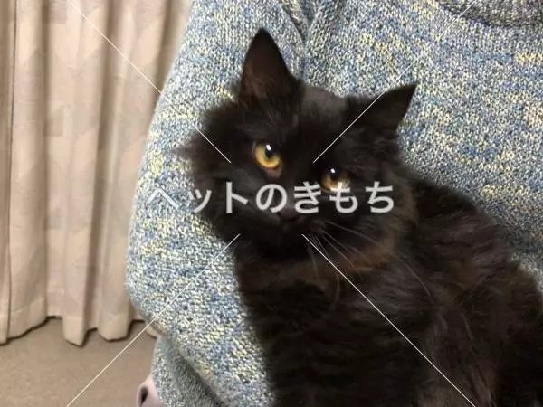 保護猫の画像