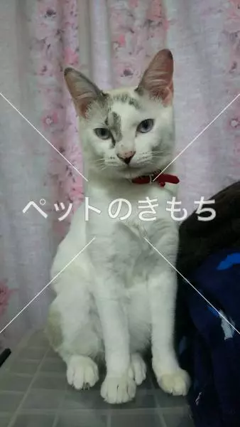 迷子猫の画像