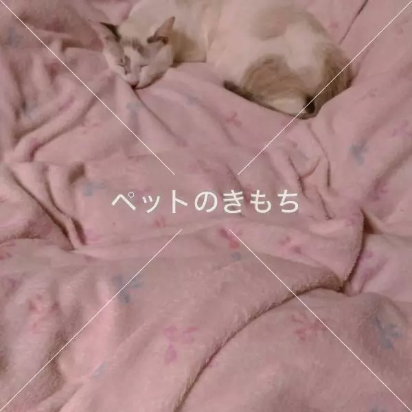 迷子猫の画像