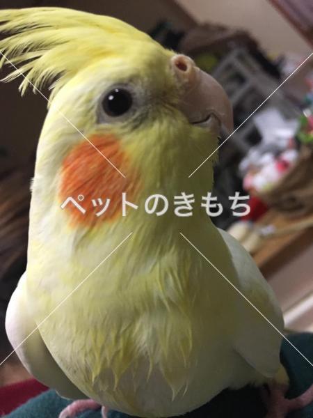 迷子鳥の画像