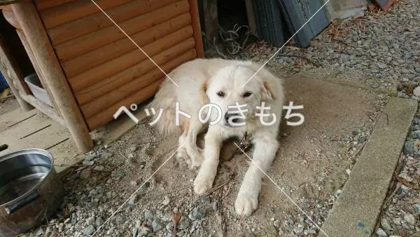 迷子犬の画像