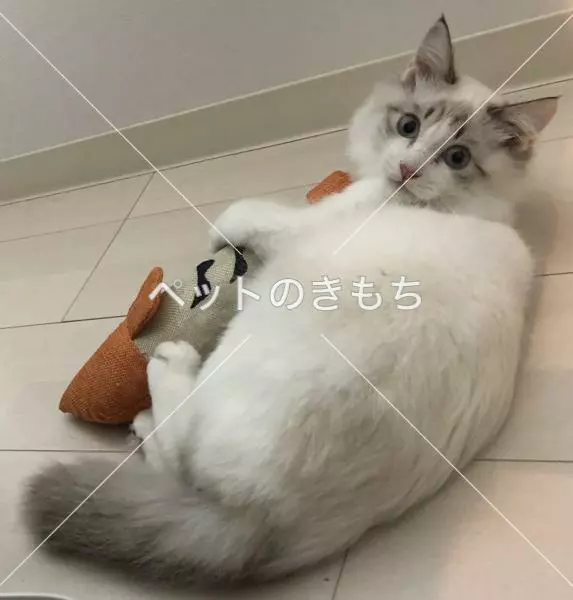 迷子猫の画像