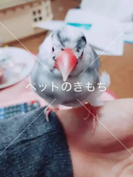 迷子鳥の画像