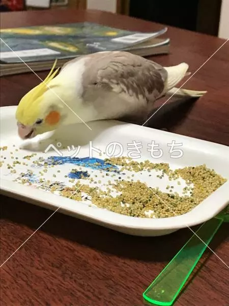 コメント投稿の画像