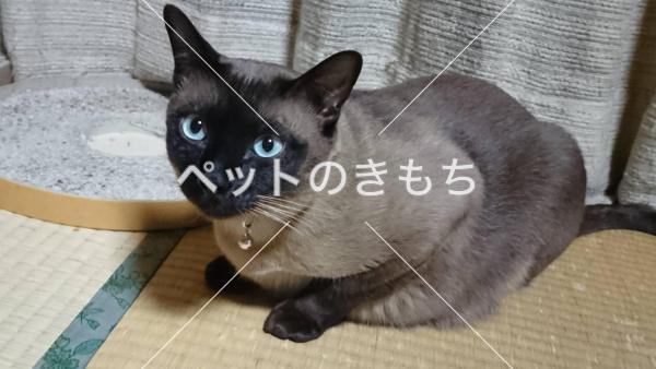 迷い猫の写真