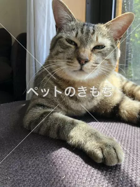 迷子猫の画像
