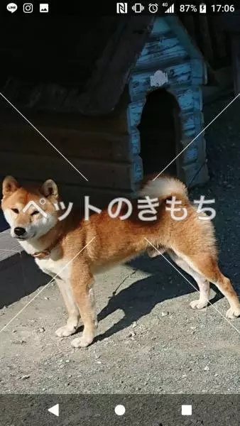 迷子犬の画像