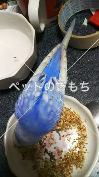 コメント投稿の画像