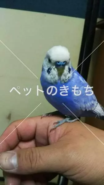 コメント投稿の画像