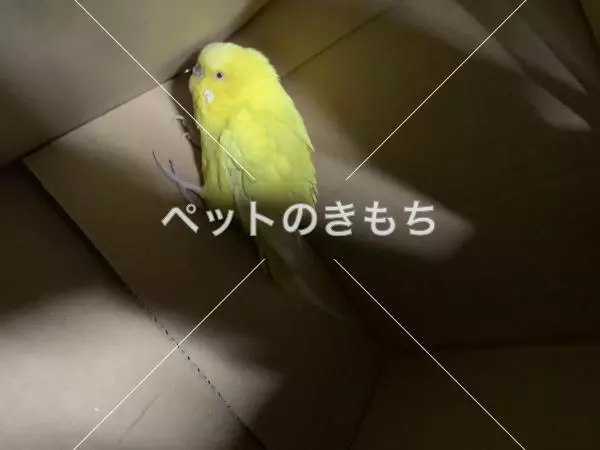 保護鳥の画像