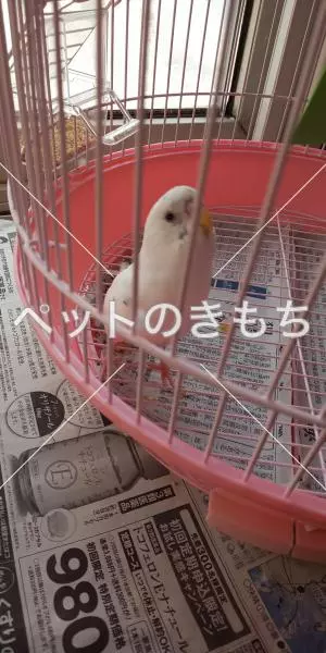 保護鳥の画像