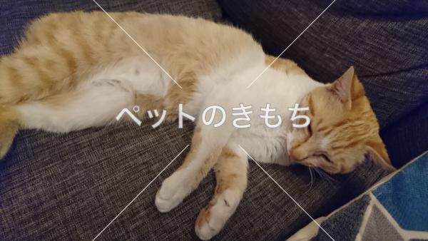 保護猫の画像