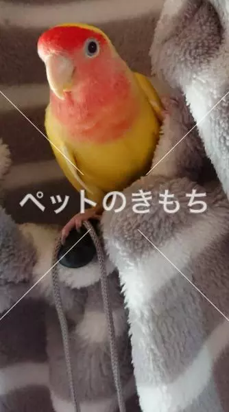 迷子鳥の画像